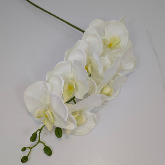 105cm PHALAENOPSIS ORCHID SPRAY IVORY