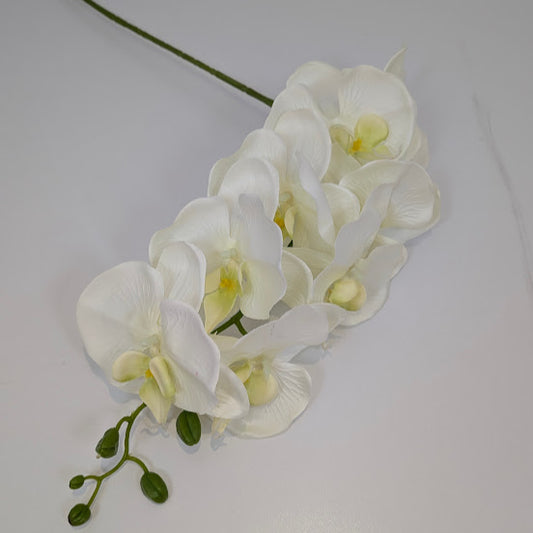 105cm PHALAENOPSIS ORCHID SPRAY IVORY